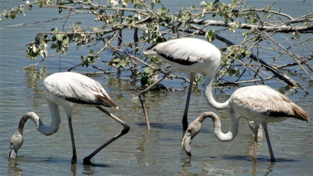 Paradise Ebro 2 Дельтебре Экстерьер фото